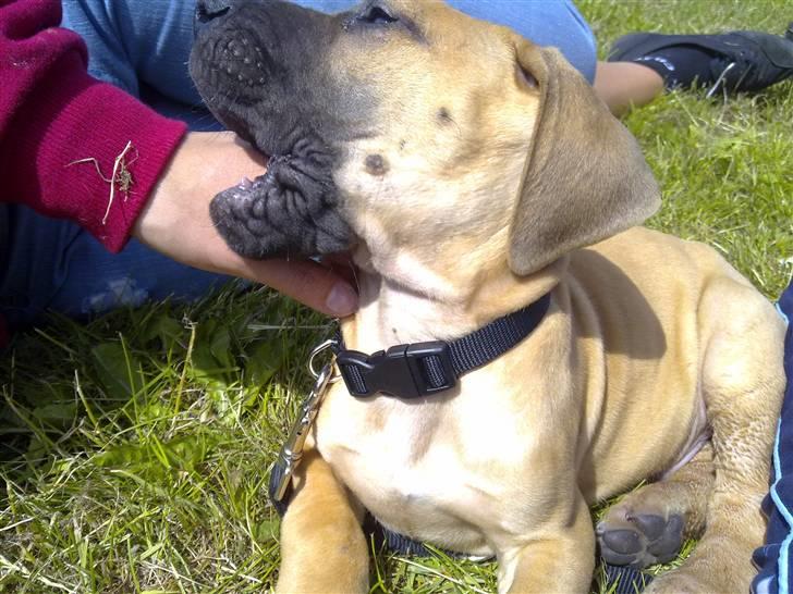 Grand danois Canto #solgt# billede 9