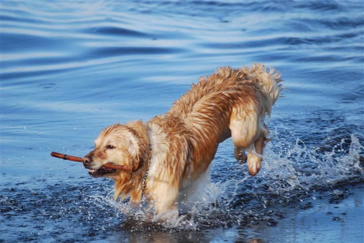 Blanding af racer Valde billede 10