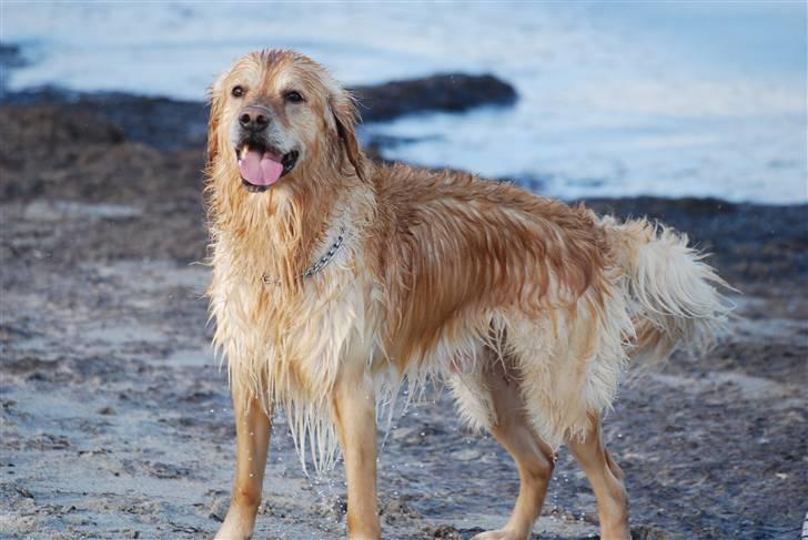 Blanding af racer Valde billede 11