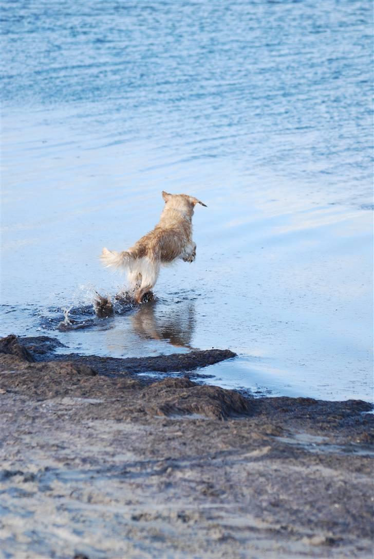 Blanding af racer Valde billede 12