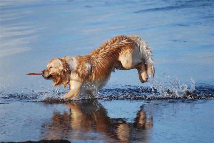 Blanding af racer Valde billede 13