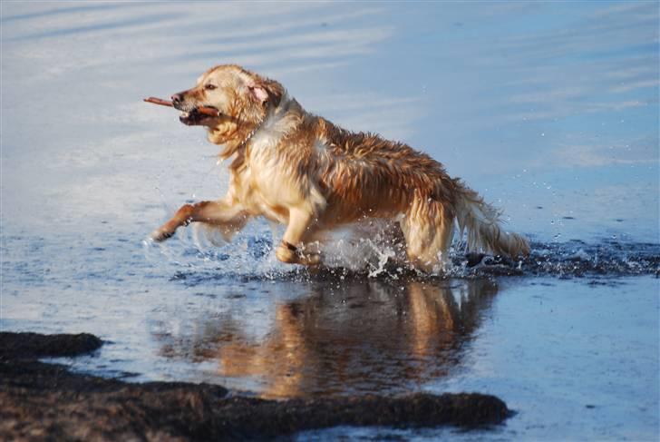 Blanding af racer Valde billede 14