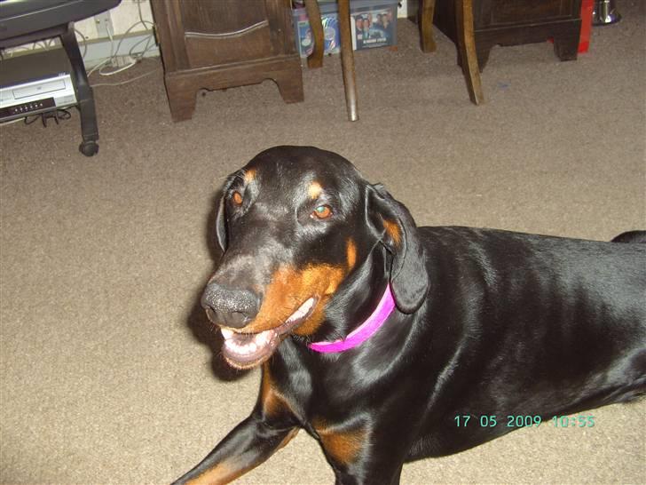 Dobermann Laura billede 1