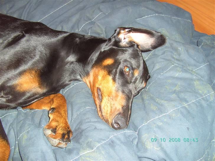 Dobermann Laura billede 2