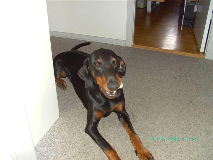 Dobermann Laura billede 3