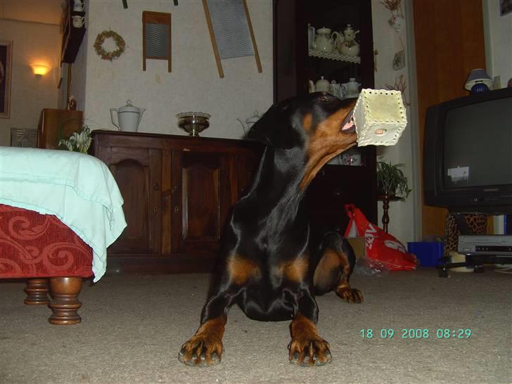 Dobermann Laura billede 4
