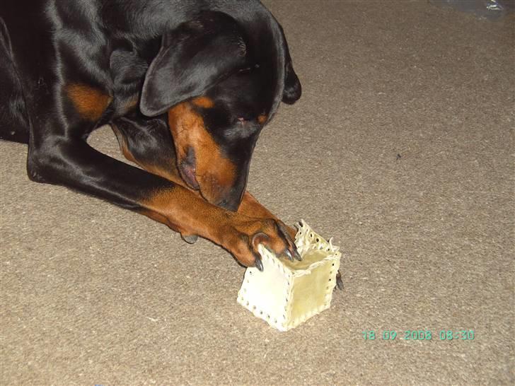 Dobermann Laura billede 5