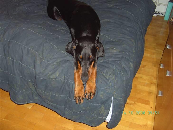 Dobermann Laura billede 6