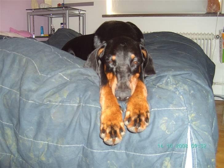 Dobermann Laura billede 7