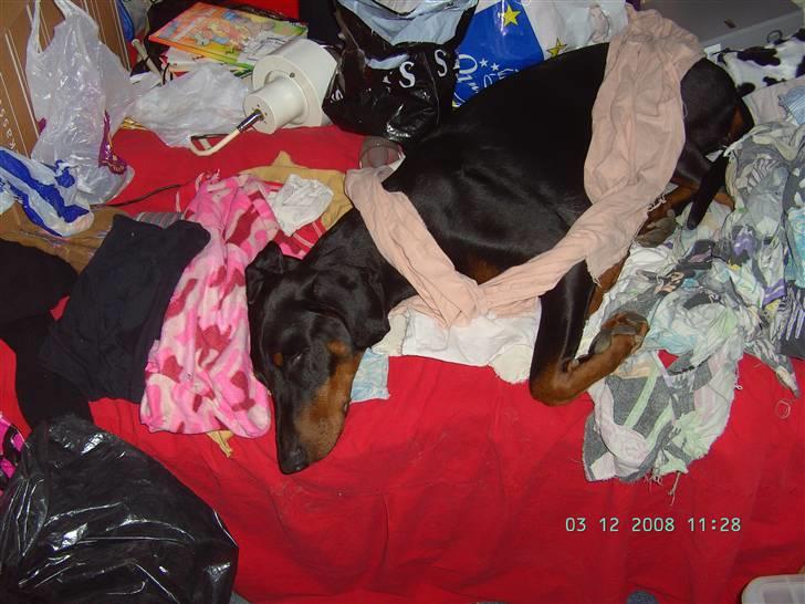 Dobermann Laura billede 8