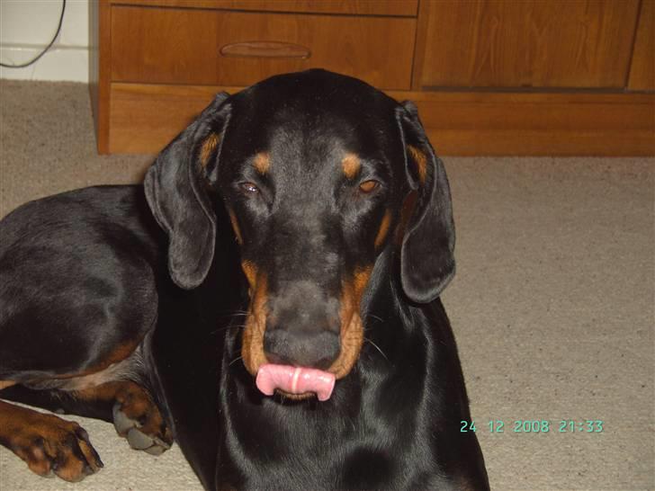 Dobermann Laura - Haha det er godt med tungen billede 9