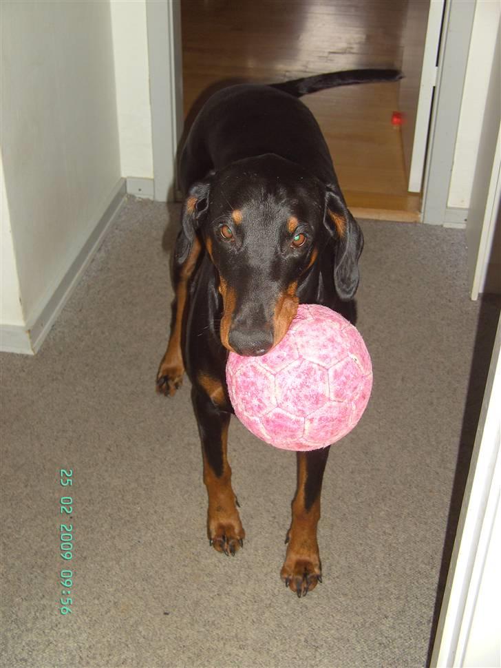Dobermann Laura - Hun elsker bolde billede 10