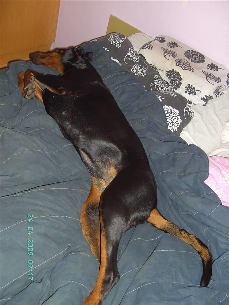 Dobermann Laura billede 11