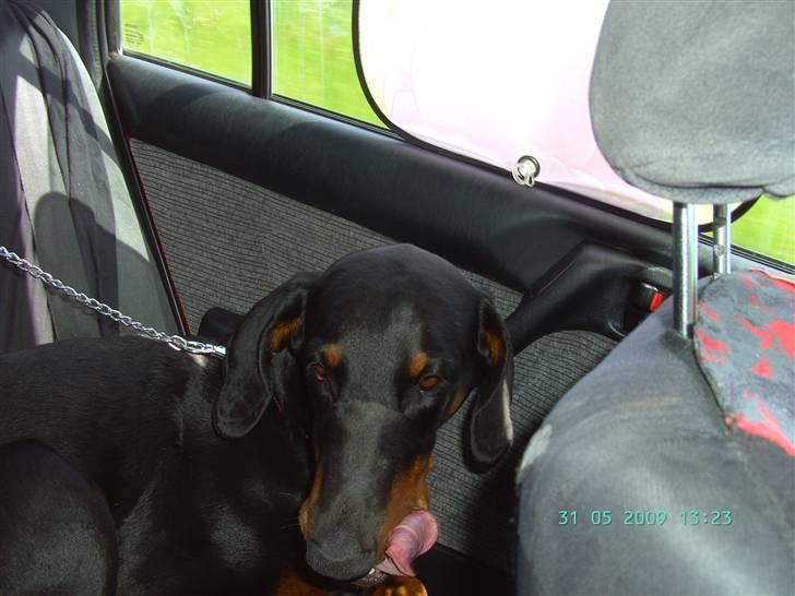 Dobermann Laura billede 12