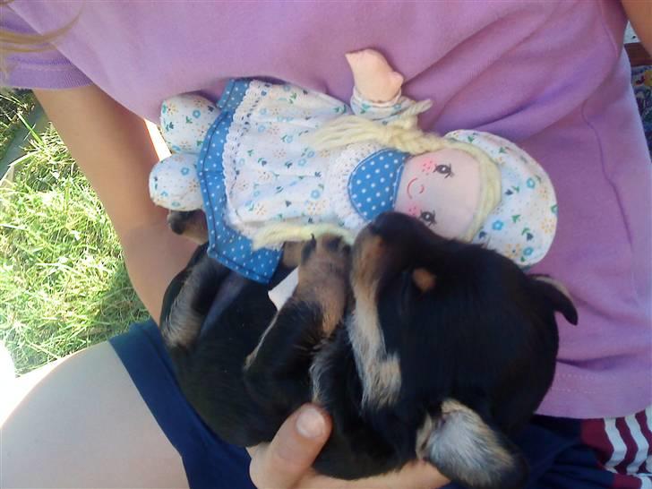 Blanding af racer ||Bølle<3 SOLGT|| billede 6