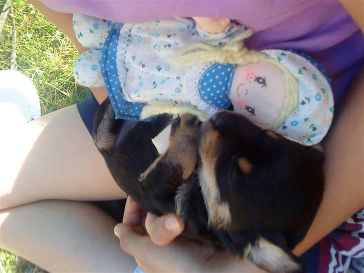 Blanding af racer ||Bølle<3 SOLGT|| billede 7