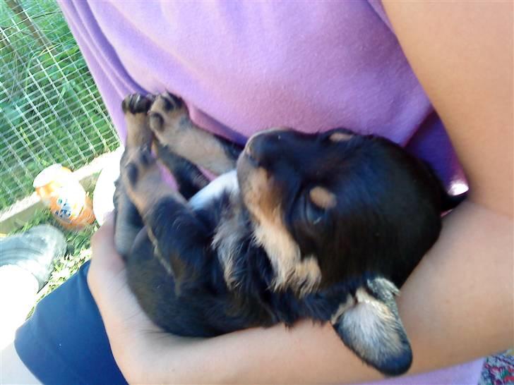 Blanding af racer ||Bølle<3 SOLGT|| billede 8