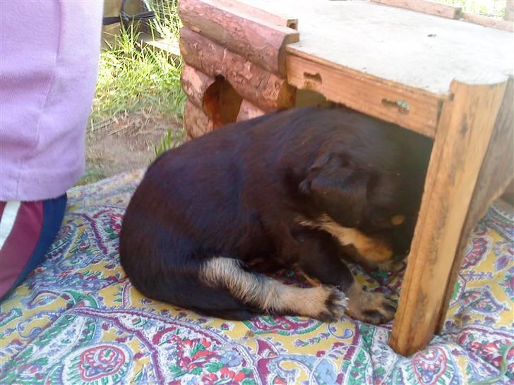 Blanding af racer ||Bølle<3 SOLGT|| billede 9