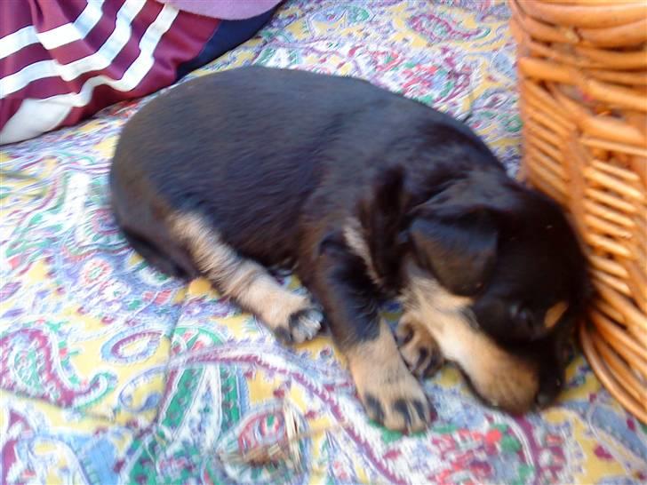 Blanding af racer ||Bølle<3 SOLGT|| billede 10