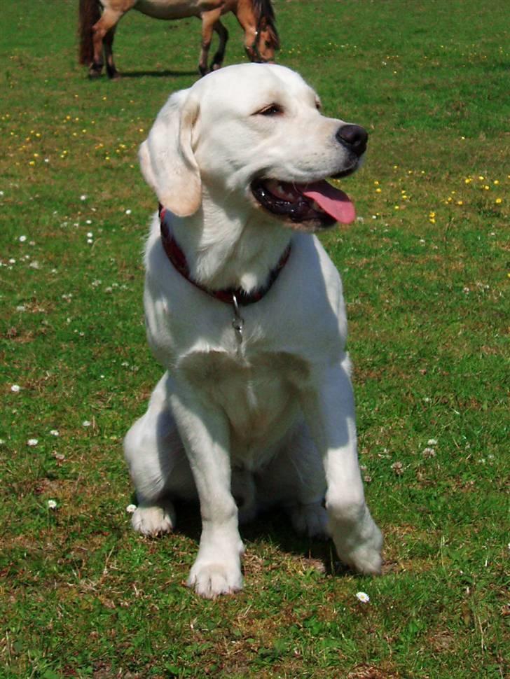 Golden retriever /Labrador Basse * DU ER SAVNET * - 26. juni. Basse 1 år og 2 måneder :) billede 9