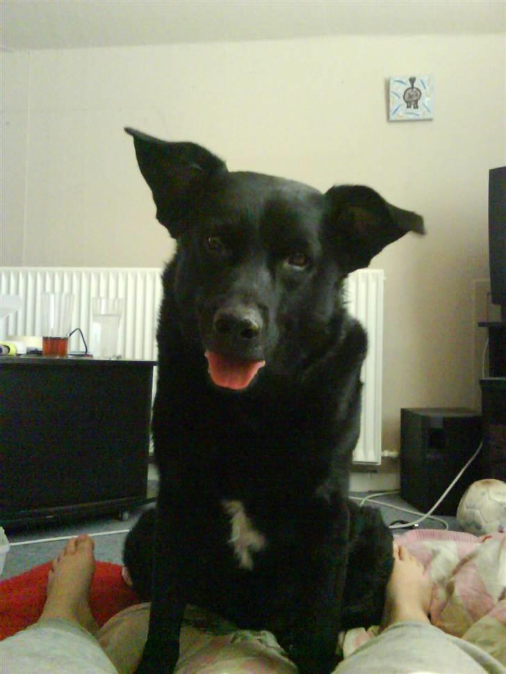 Blanding af racer Kenzo - Hej jeg hedder Kenzo og er 10 år gammel billede 1