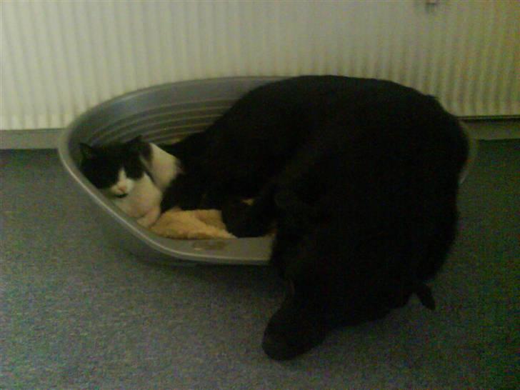 Blanding af racer Kenzo - Der er masser af plads. Tulle og Kenzo billede 2