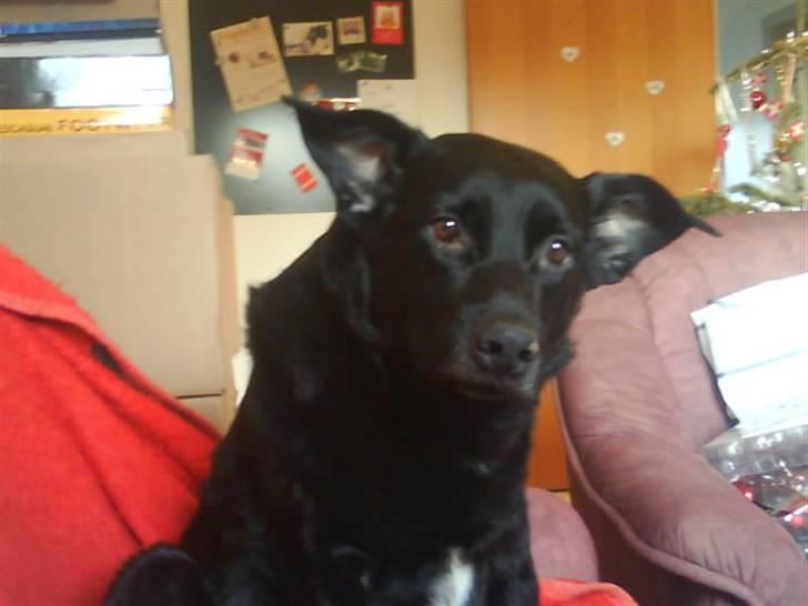 Blanding af racer Kenzo - Uh du tar da ikk billeder nu. Jeg er jo lige stået op. billede 4