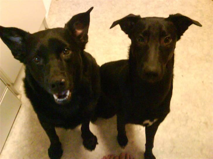 Blanding af racer Kenzo - Mig og min lillesøster Thippi. billede 5