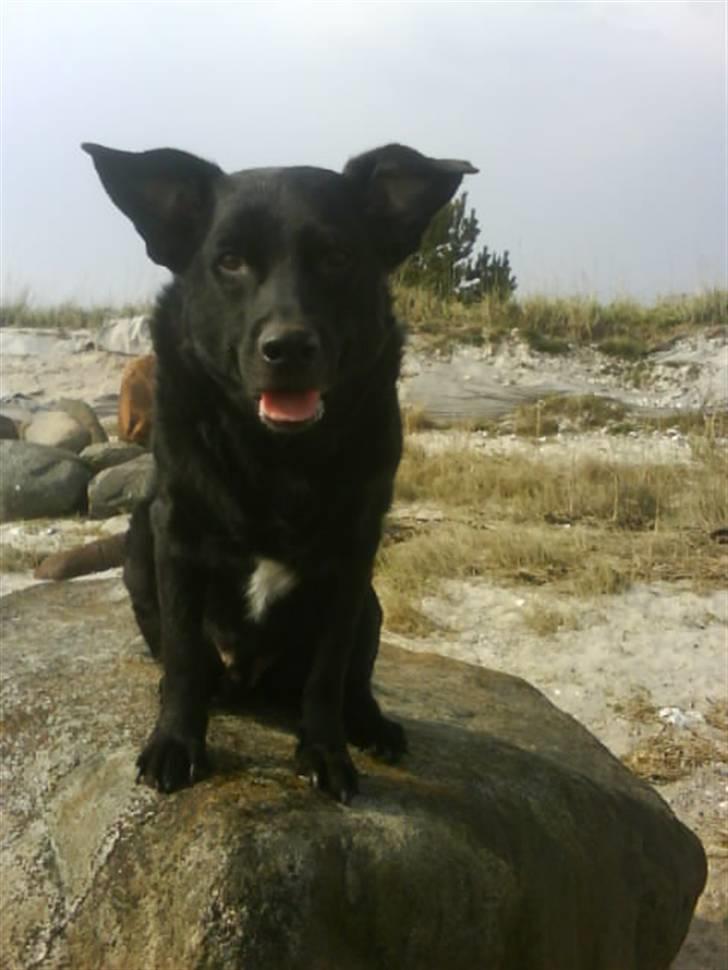 Blanding af racer Kenzo - På stranden og se godt ud. billede 6