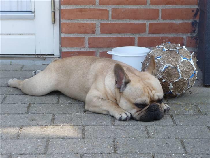 Fransk bulldog Joker Face Brown Sugar billede 17