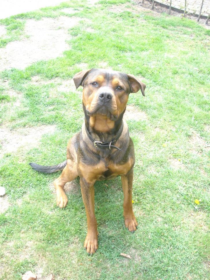 Blanding af racer Samson - sagde du mit navn far. billede 1