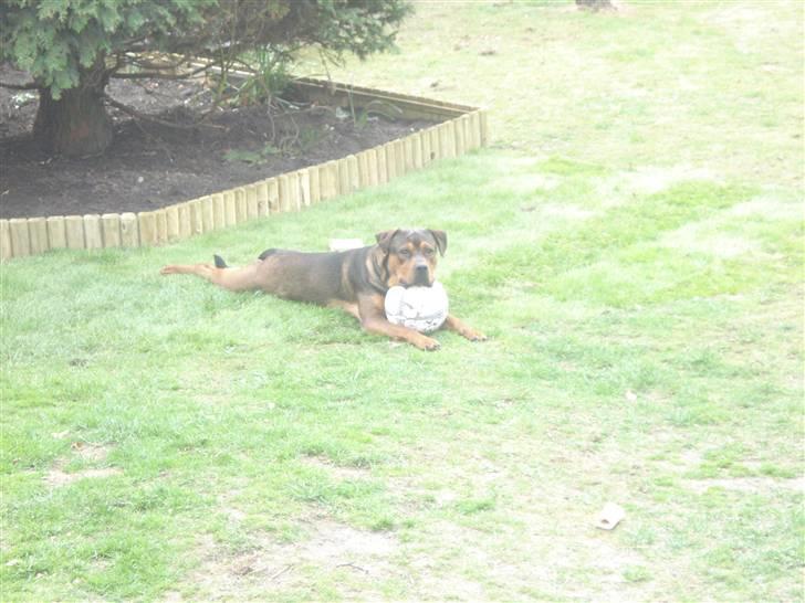 Blanding af racer Samson - Min allerbedste bold. billede 2