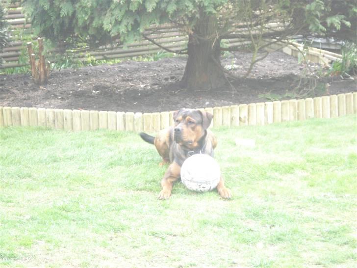 Blanding af racer Samson - Skal vi spille var, skal vi... billede 3