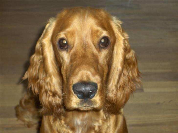 Cocker spaniel charlie billede 1