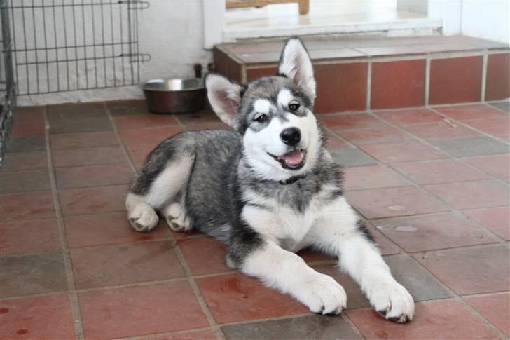 Alaskan malamute Pink - Pink 15 uger billede 7