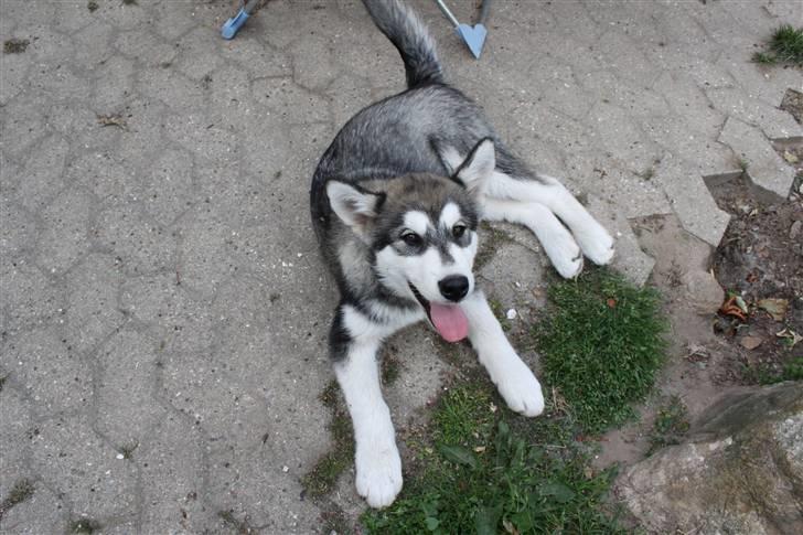 Alaskan malamute Pink billede 8