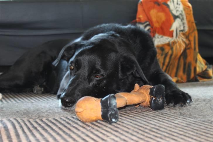 Blanding af racer Elvis - min ynglingsplads billede 17