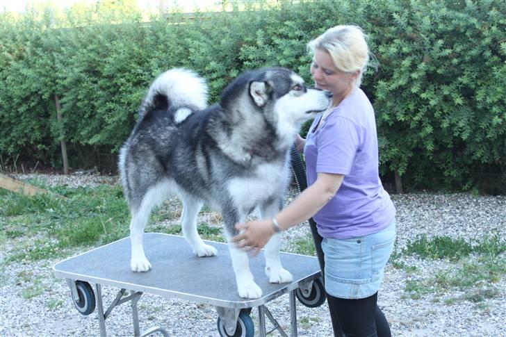 Alaskan malamute Penny - Er jeg ikke snart fin nok mor billede 20