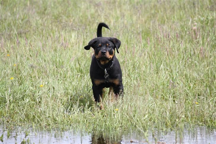 Rottweiler Chico billede 7