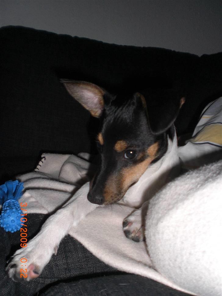 Dansk svensk gaardhund Baloo billede 1