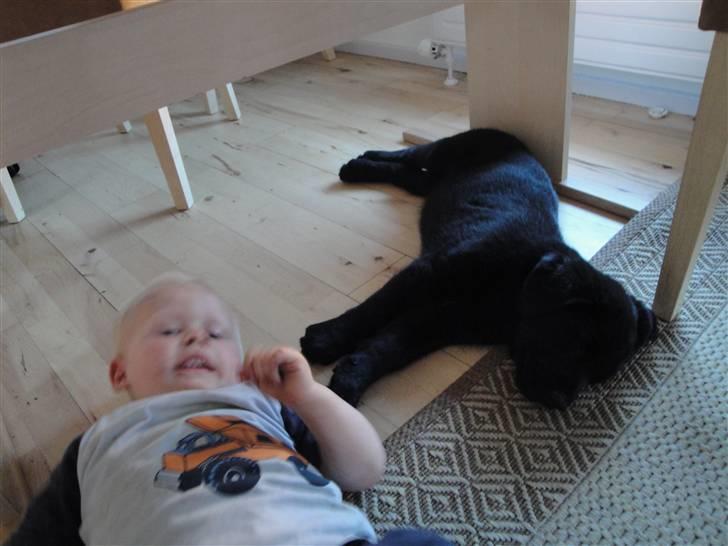 Blanding af racer Amon billede 3