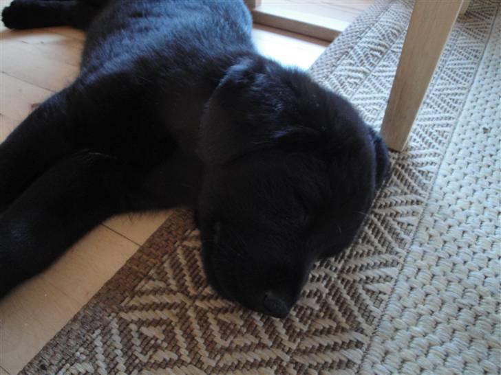 Blanding af racer Amon billede 4