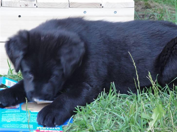 Blanding af racer Amon billede 5