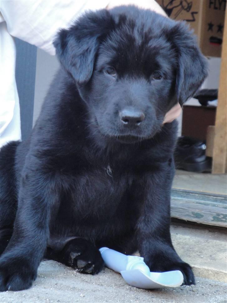 Blanding af racer Amon billede 6