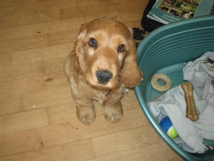 Cocker spaniel Diesel billede 25