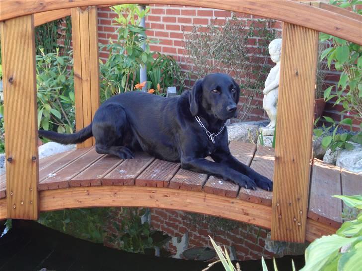 Labrador retriever Shelly - Hvor hun ligger på vores bro over vores sø billede 1