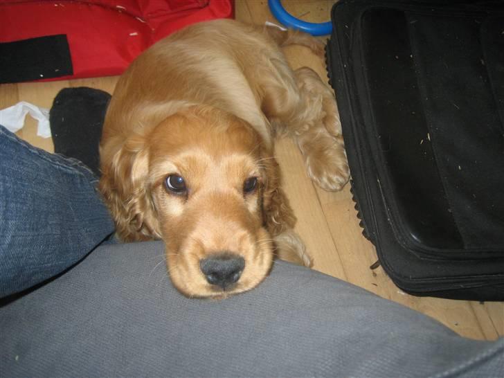 Cocker spaniel Diesel billede 26