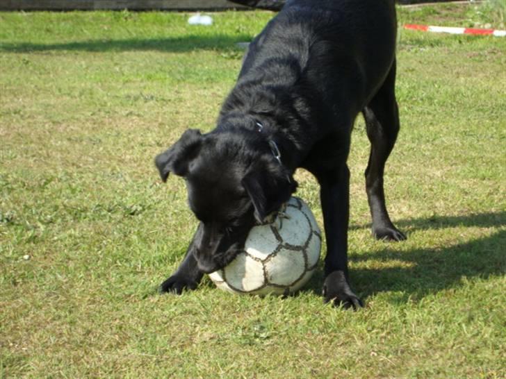 Labrador retriever Shelly - Har lige fået fat i fodbolden  billede 3