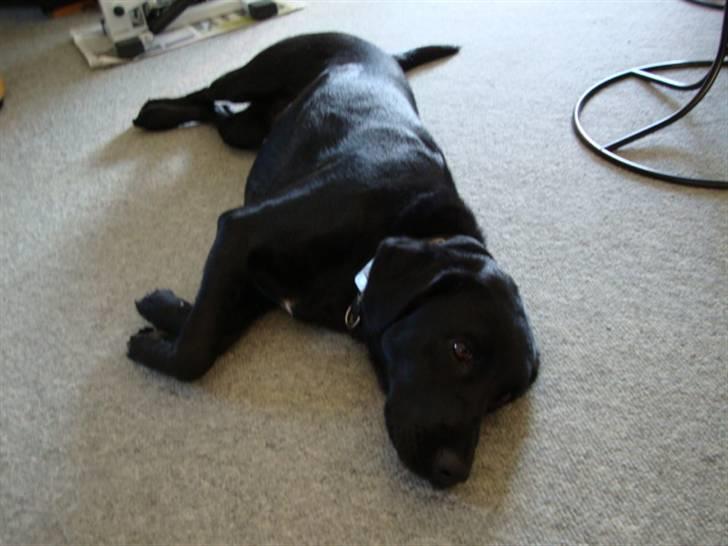 Labrador retriever Shelly - Hvor hun spiller død billede 4