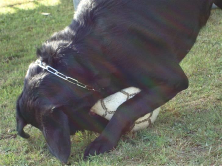 Labrador retriever Shelly billede 6